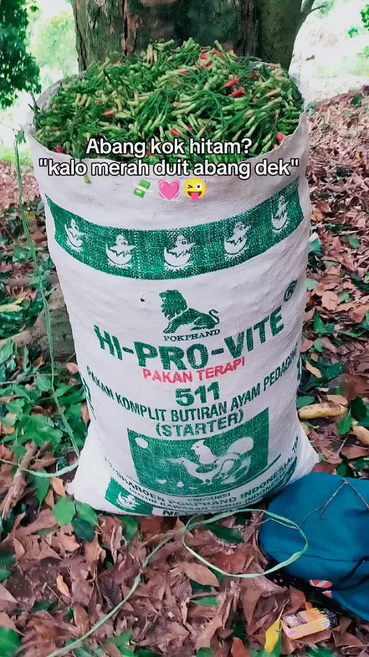 @โ๏ธ๐
ฑ๐
ฐ๐
ฝ๐
ถ ๐๐
ธ๐
ป๐
ปโ๏ธ