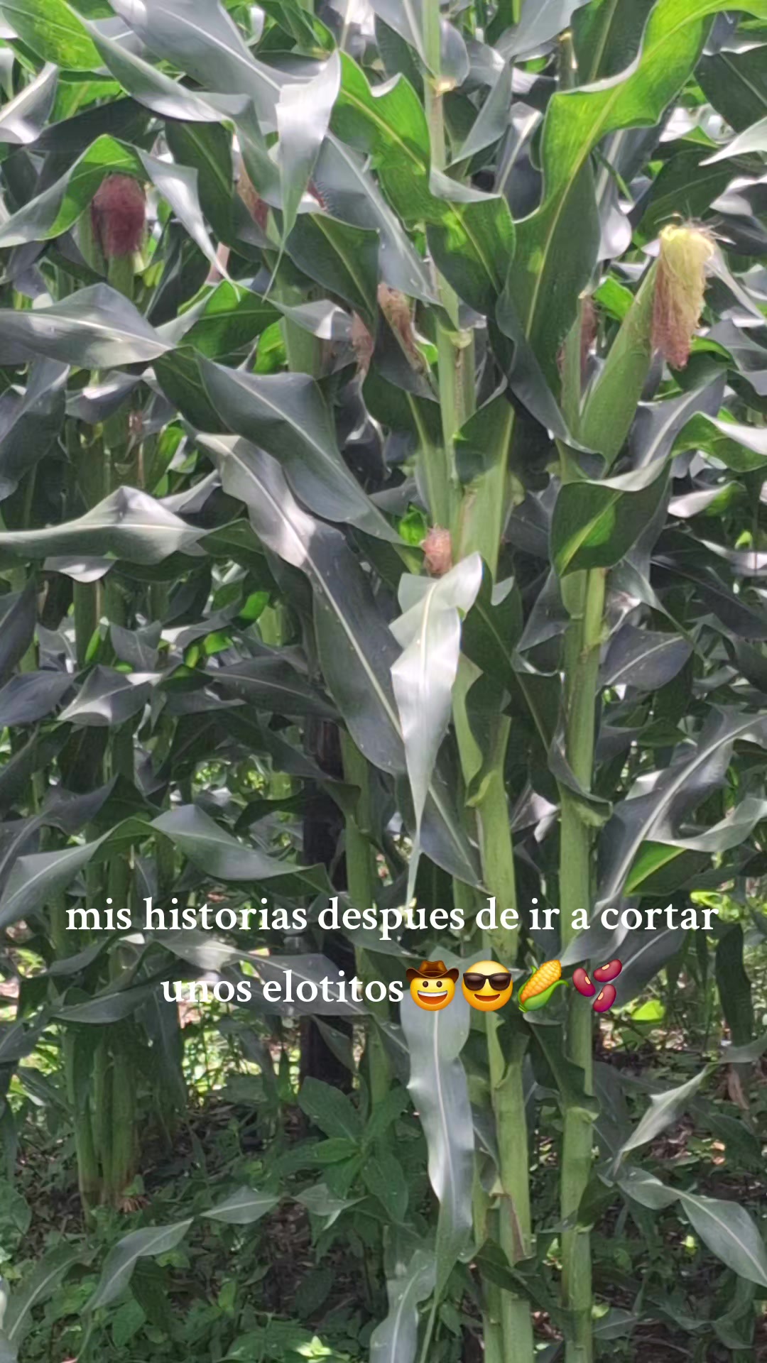 @chayotezoquiteco