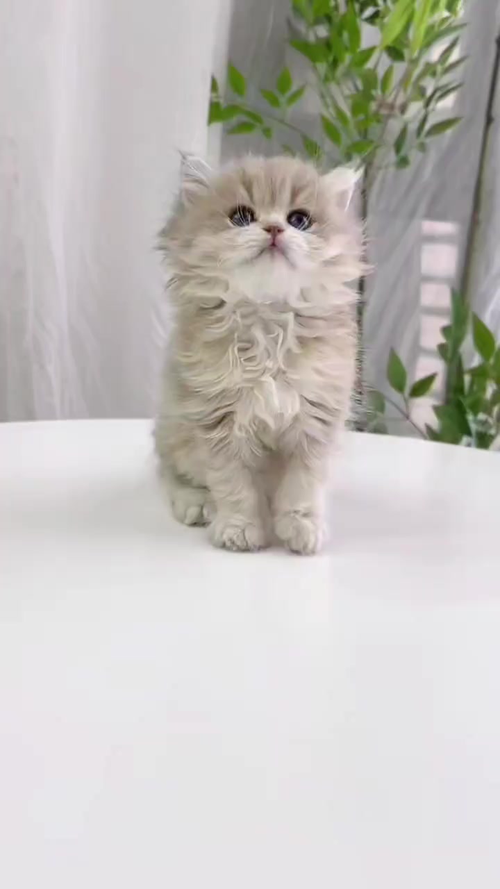 @flower.pet.2