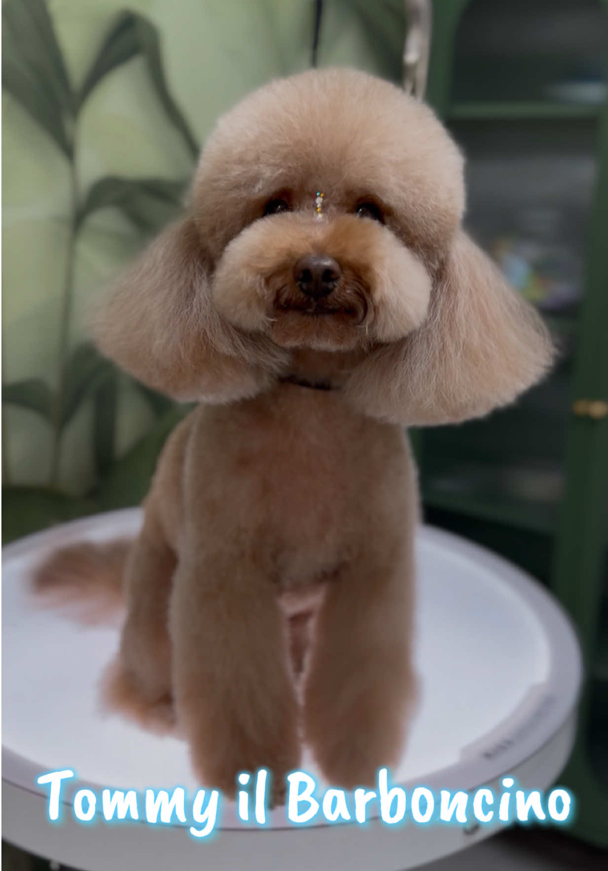 @NewDog Toelettatura & Pet Shop