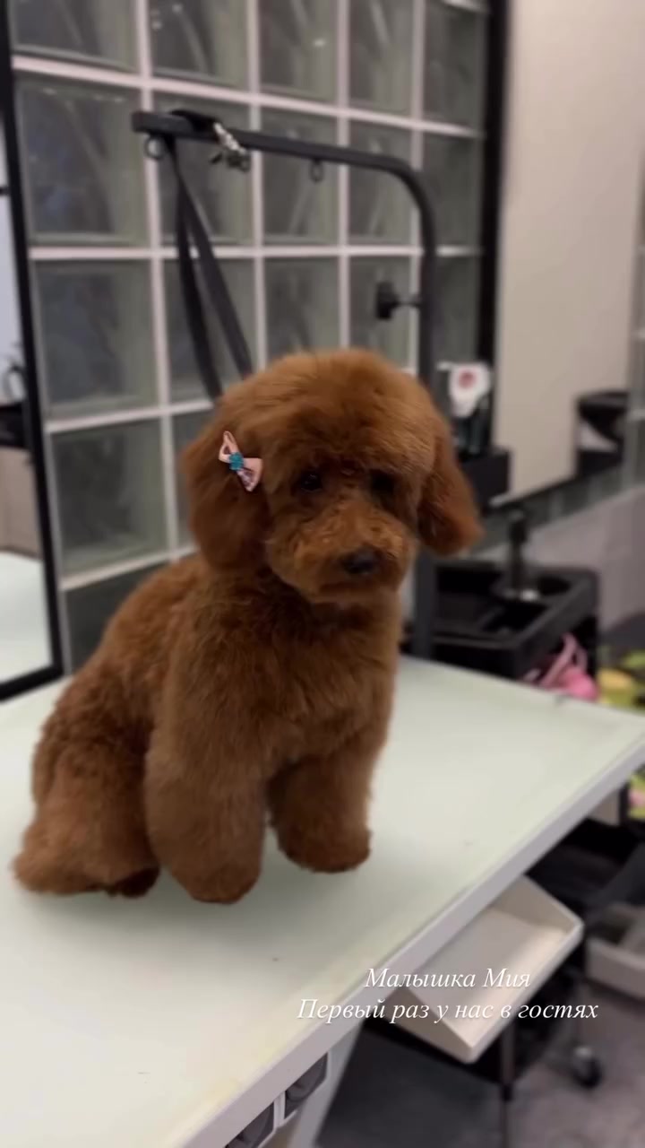 @Наталья Пудель 🐩
