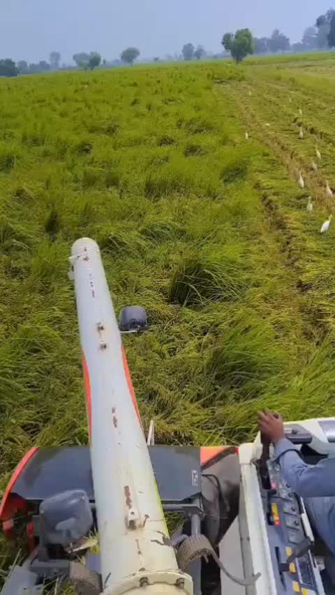 @ANEESMAYOSAB804