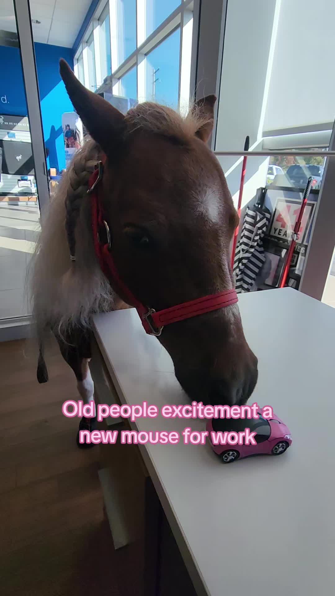 @minihorsemomandtrainer🐴🐴🐴🐴