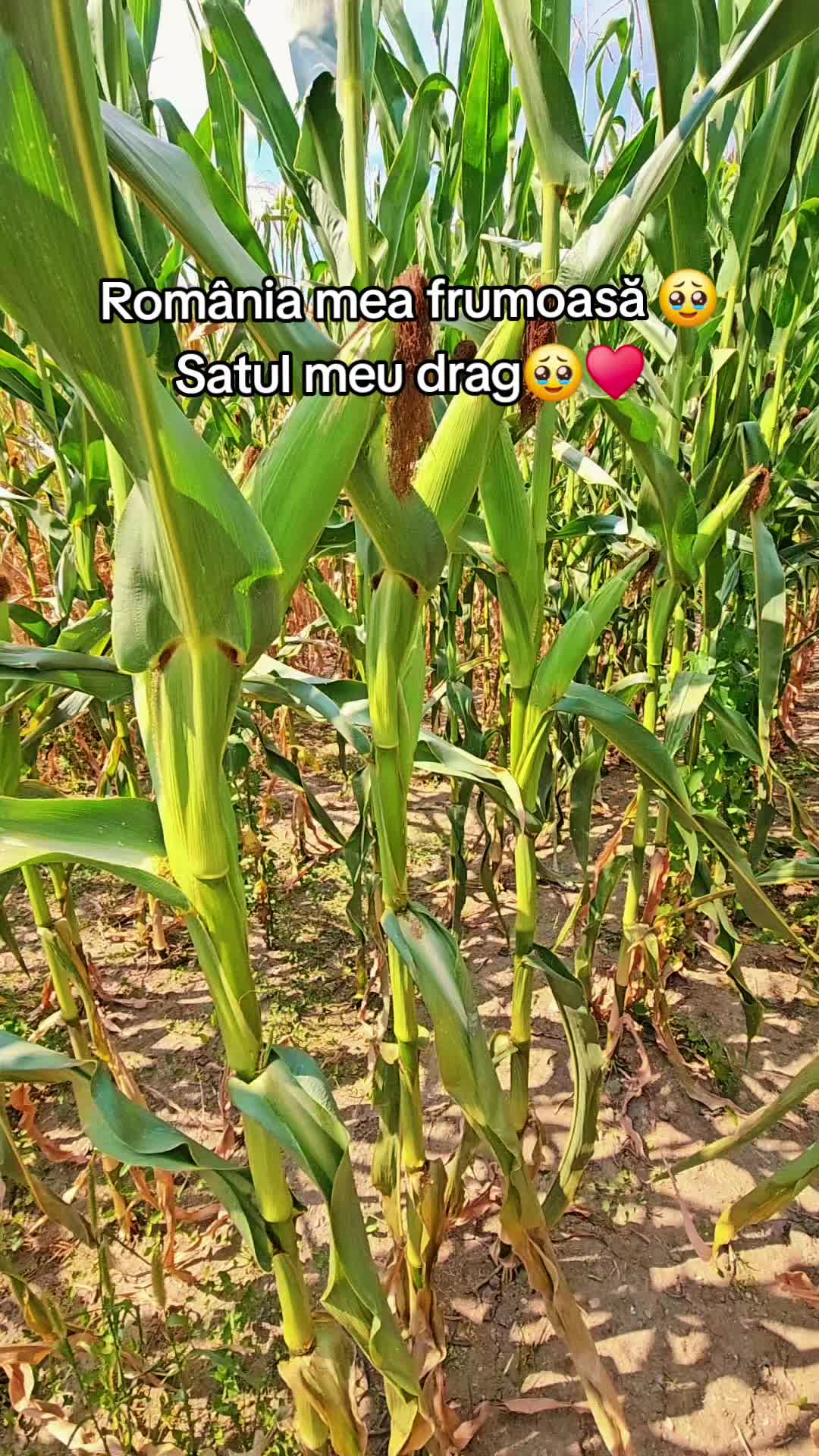 @🎶💃Pătimașa🥥C.A.R.M.E.N🎶💃