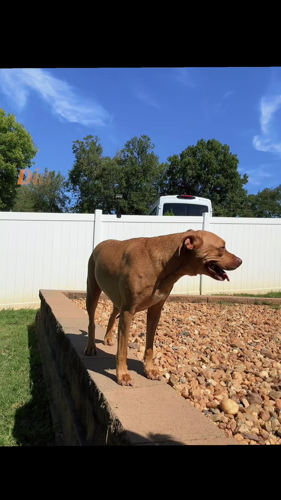 @Mountain Run Kennel