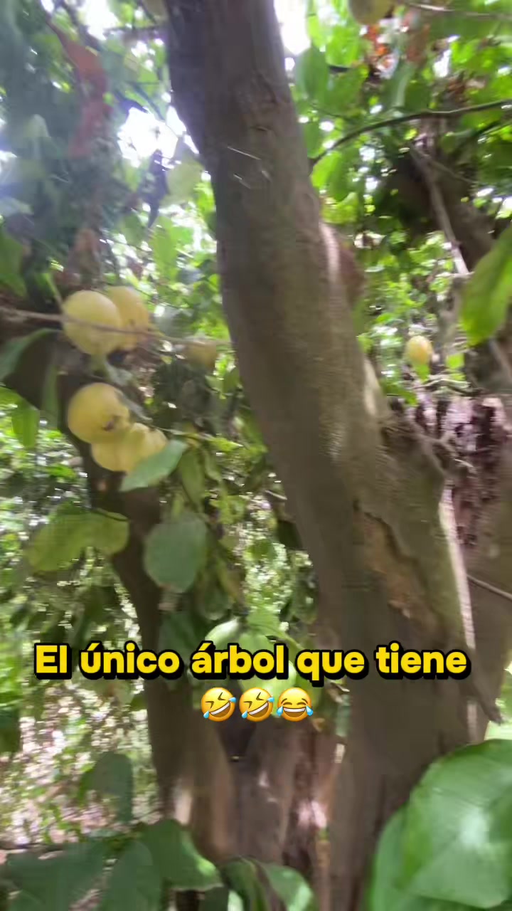 @Perro PAPAYAL