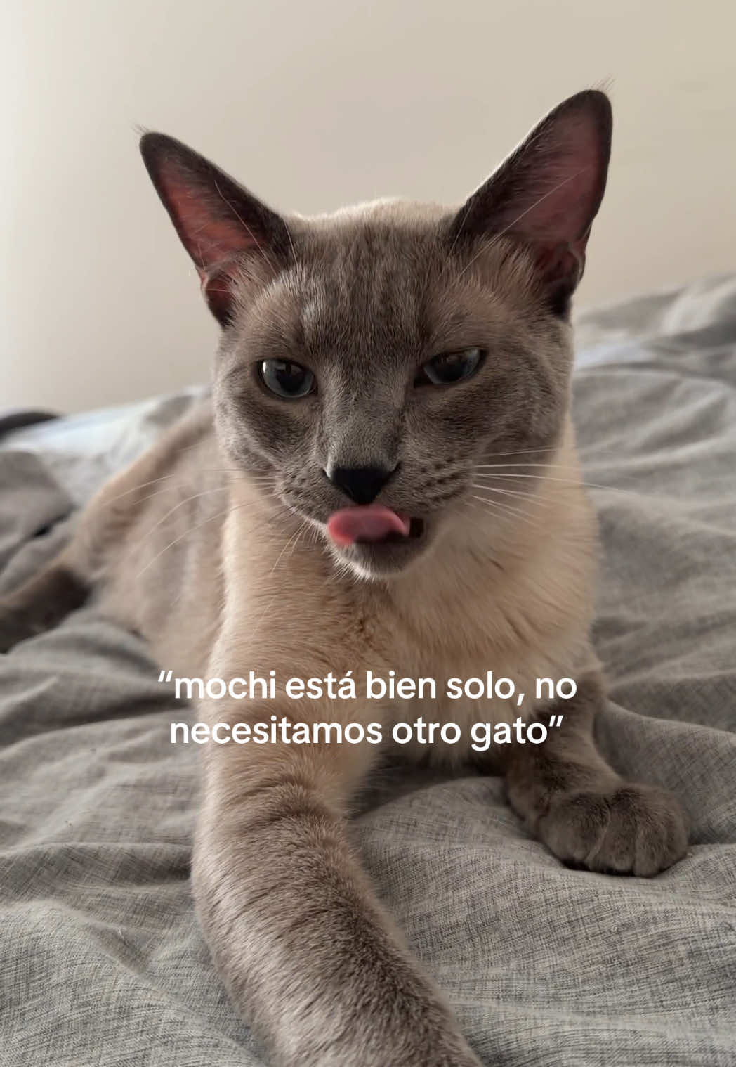 @✦ tamara camps ✦