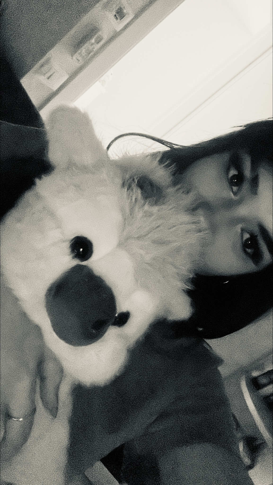 @la.viola🕷️