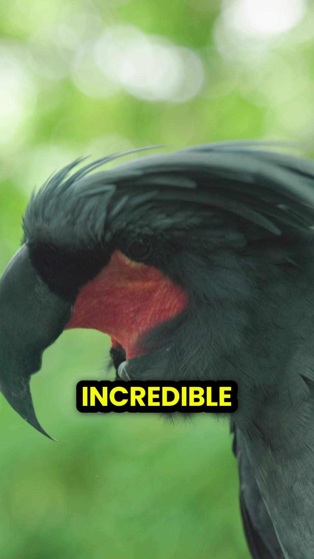 @Learn Parrots