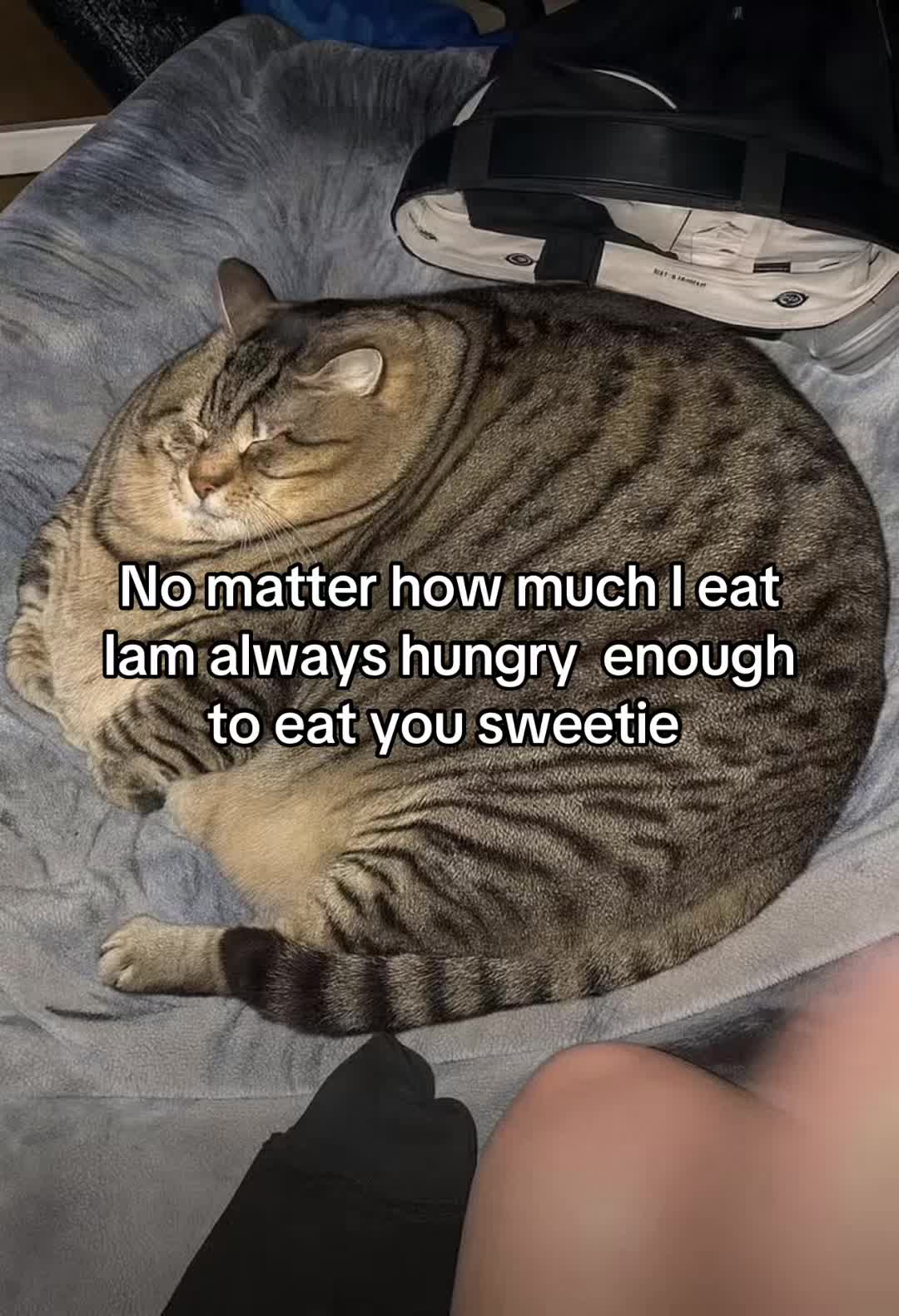 @LavanderCat