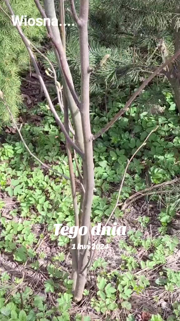 @mamanawsi-lolka