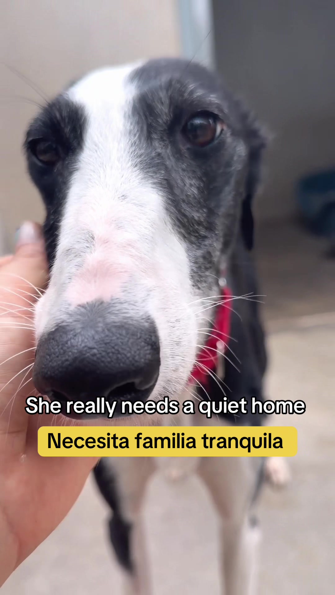 @Galgos del Sol