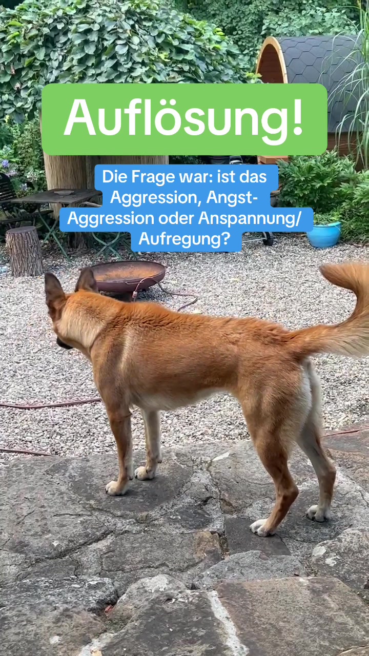 @INSAbenteuerHund