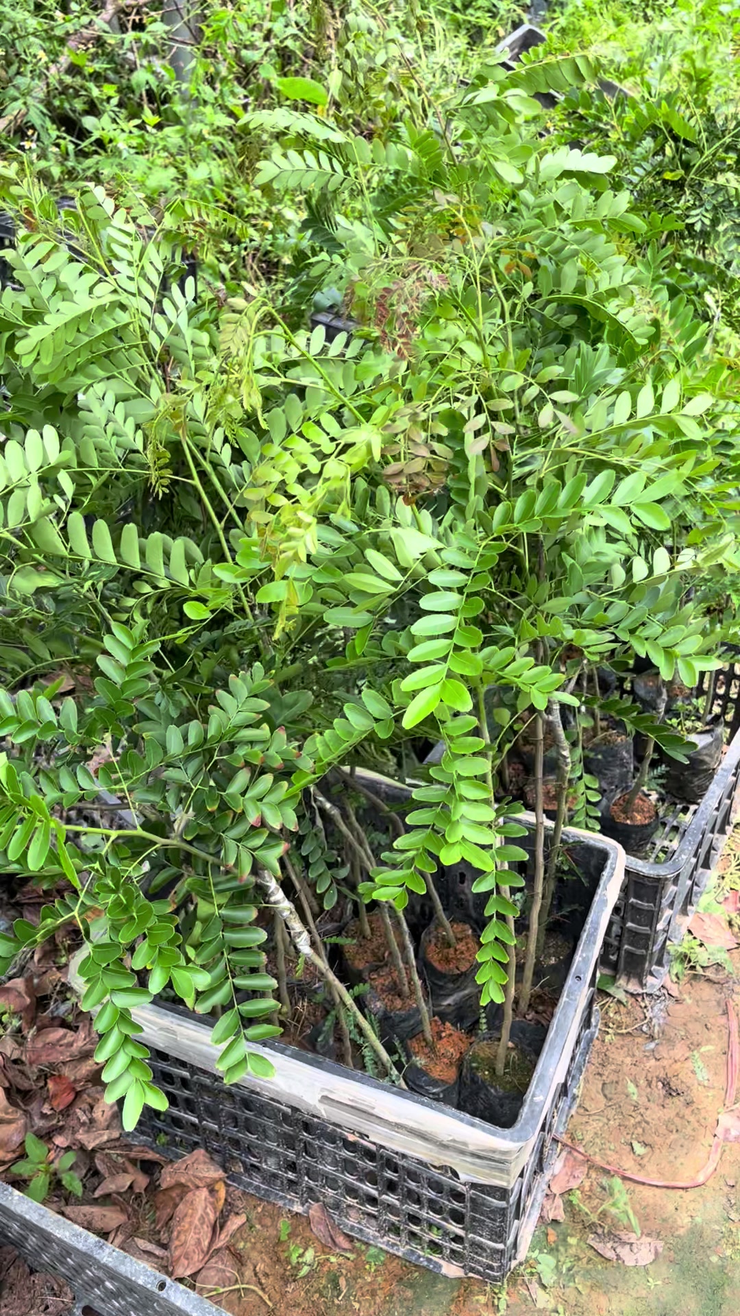 @Nh&agrave; Vườn Vũ Mai
