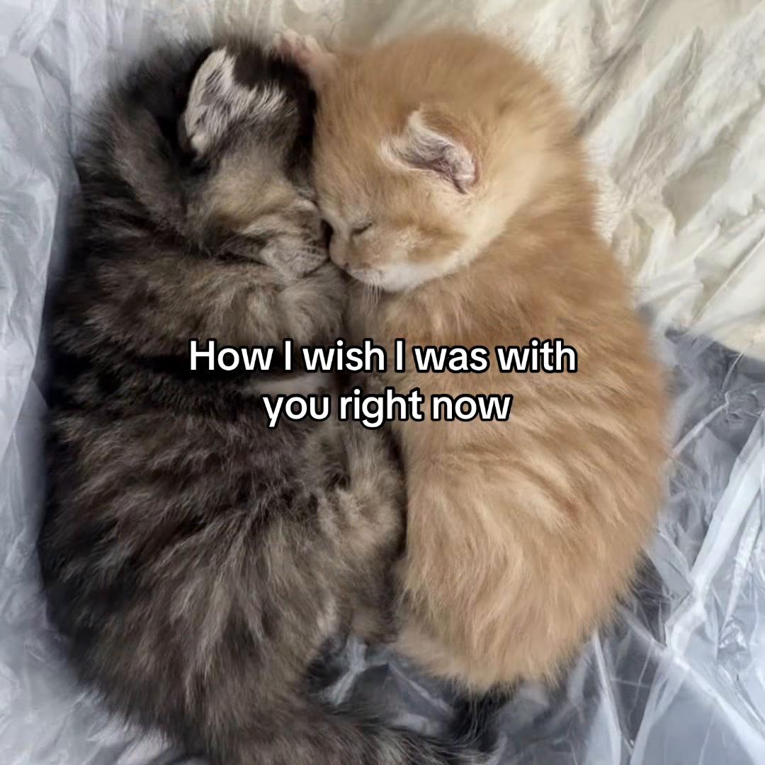 @Alice.cattok