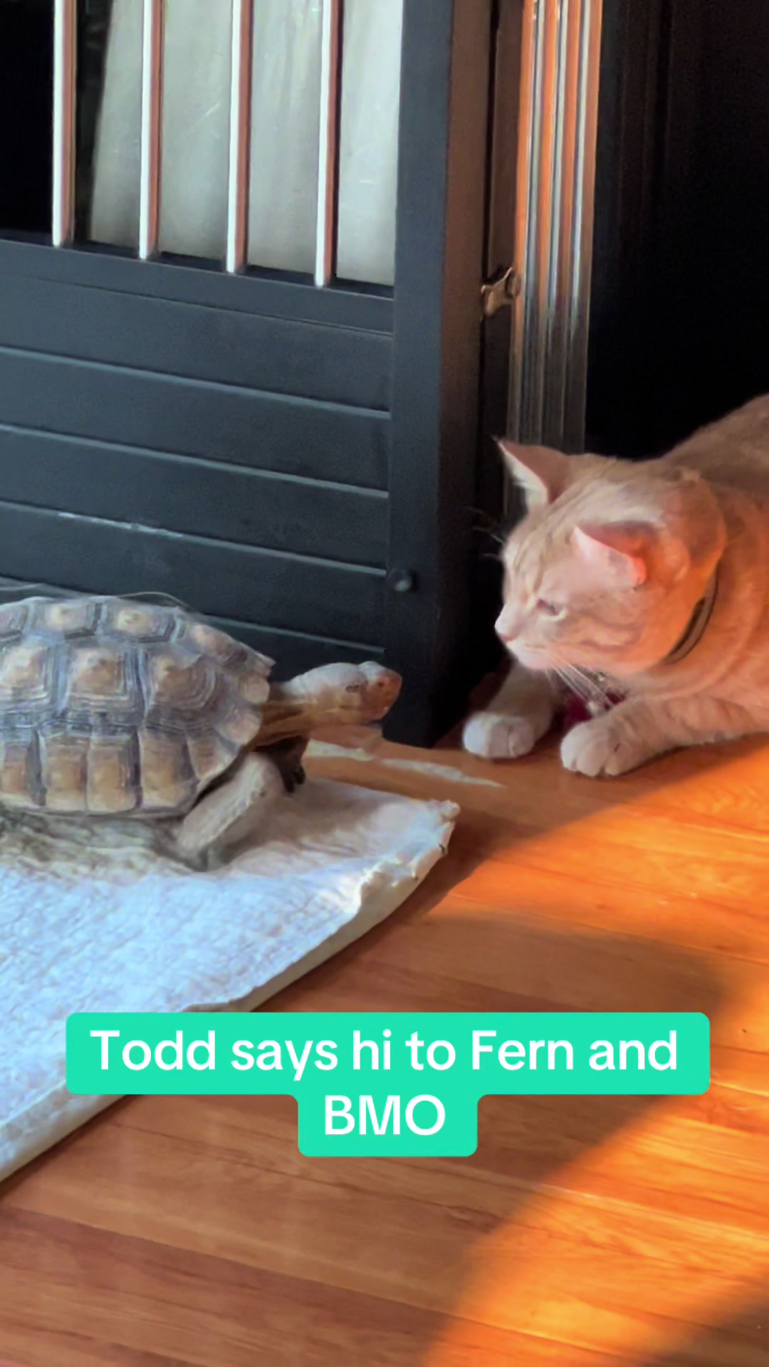 @felines.fish.furyfriends