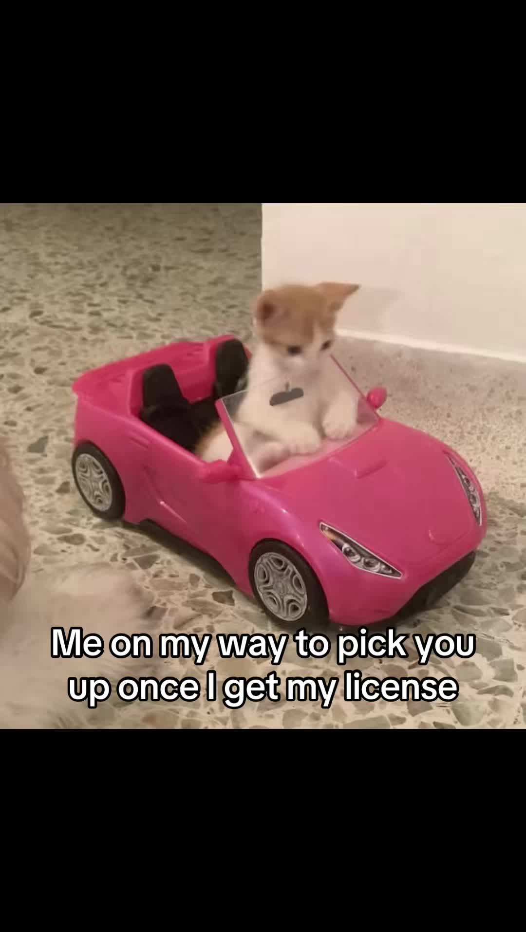 @LavanderCat