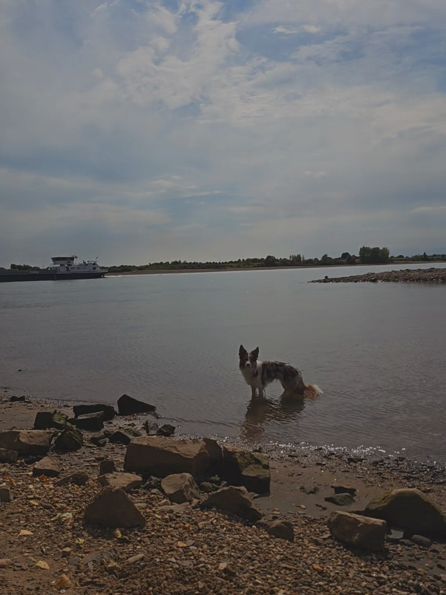 @Sup.Collies🧡💙