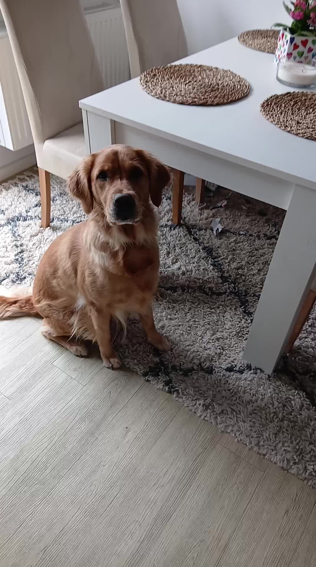 @kleiner Frechdachs 🐾