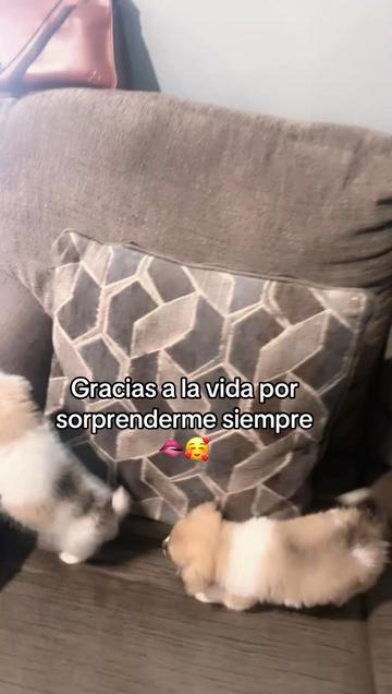 @🇭🇳Alondra Chanell🇺🇸💃👑