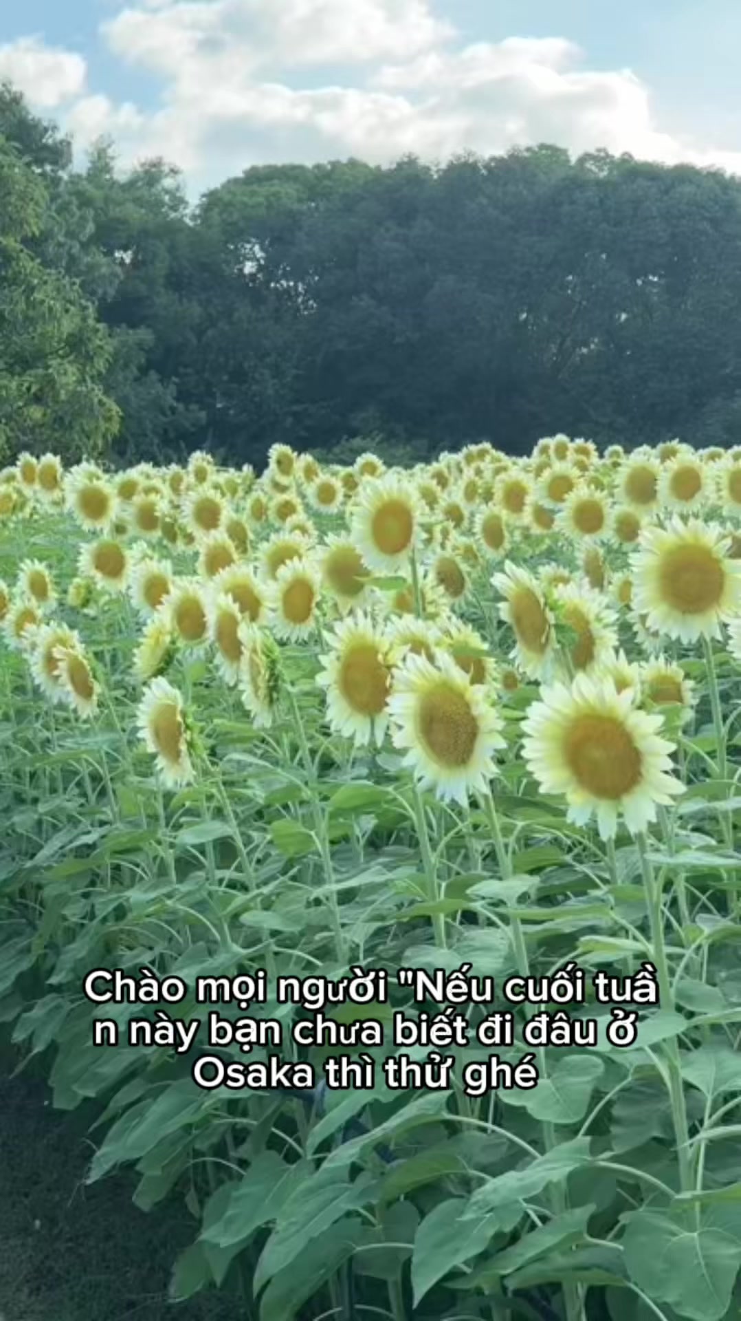 @Người miền t&acirc;y gốc c&acirc;y ở osaka