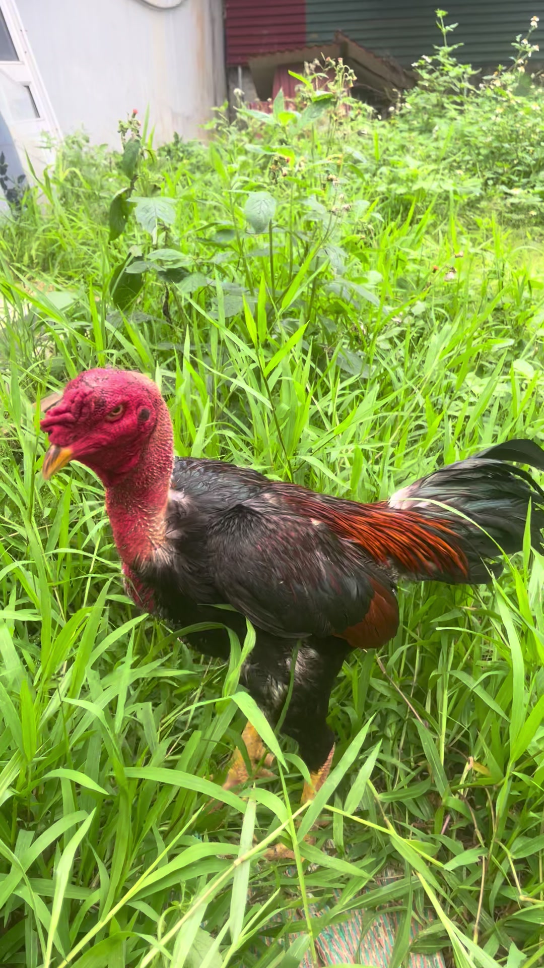 @Quang đam m&ecirc;