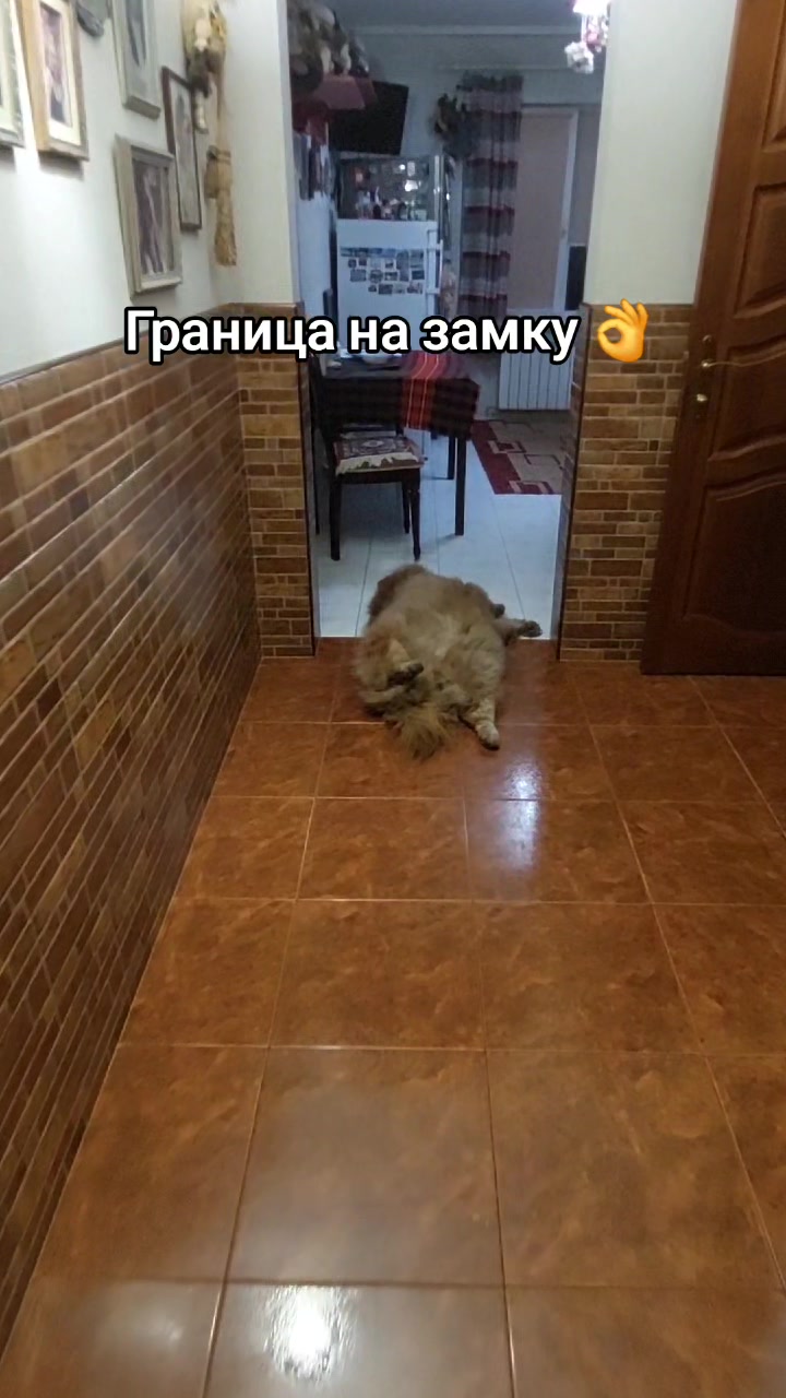 @Чау чау Тимоша❤️