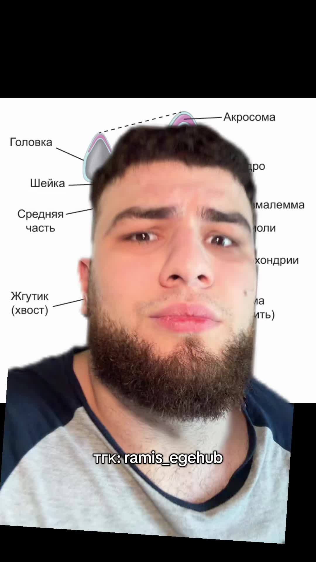 @Рамис Загиров | ЕГЭhub