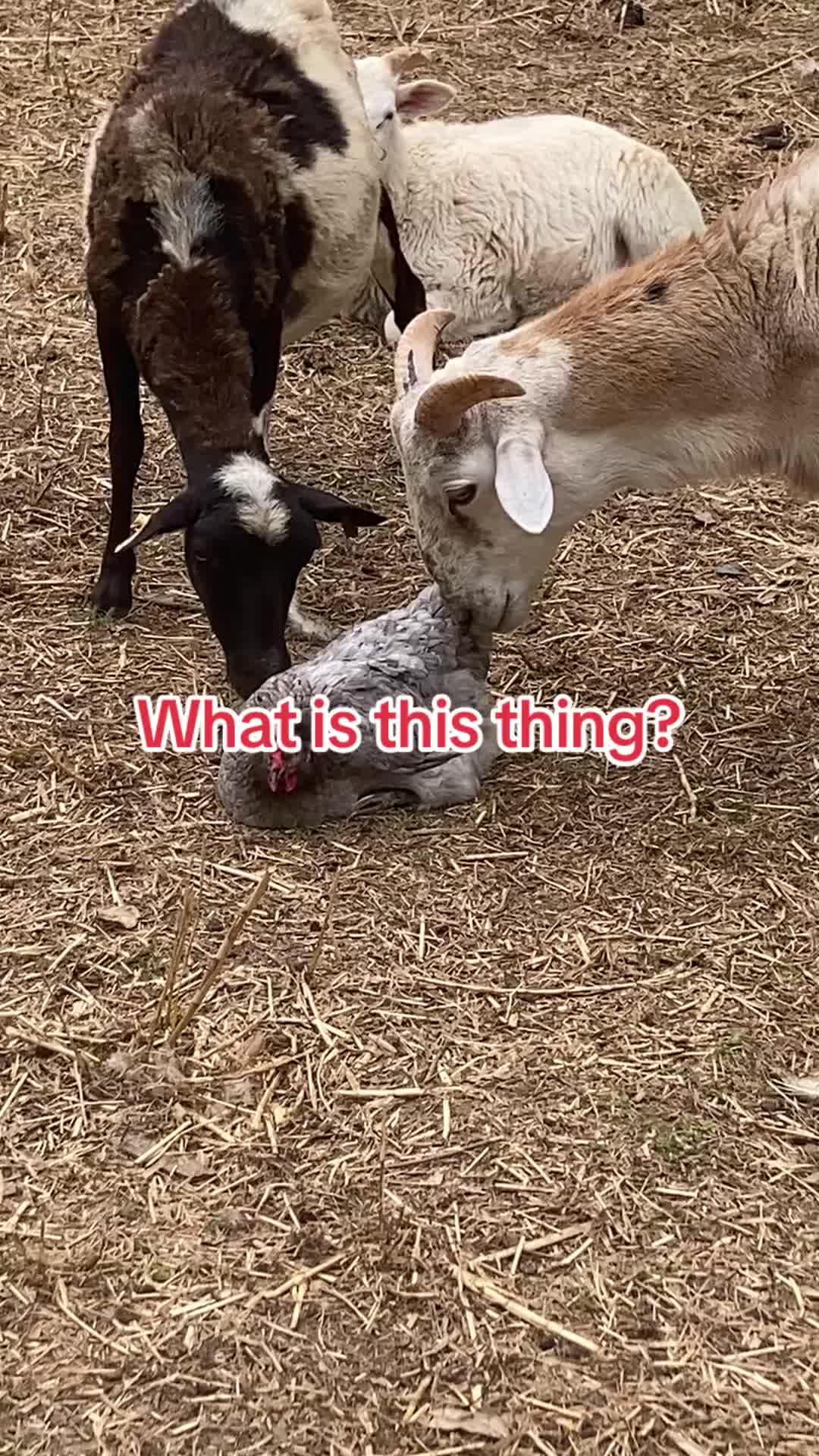 @MrAnimalRescuer