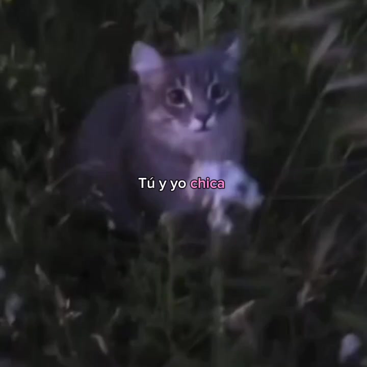 @goodvibessxd