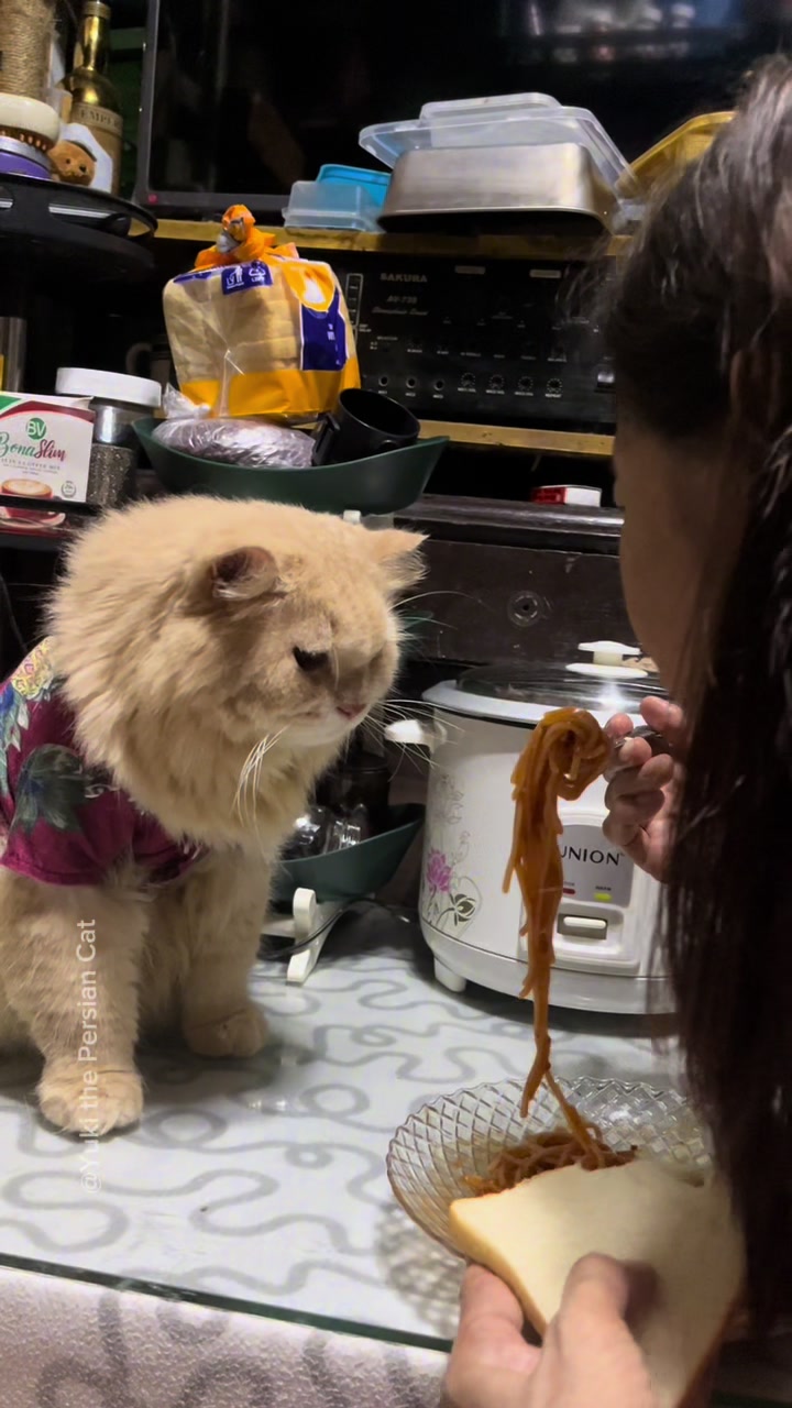 @Yuki the Persian Cat