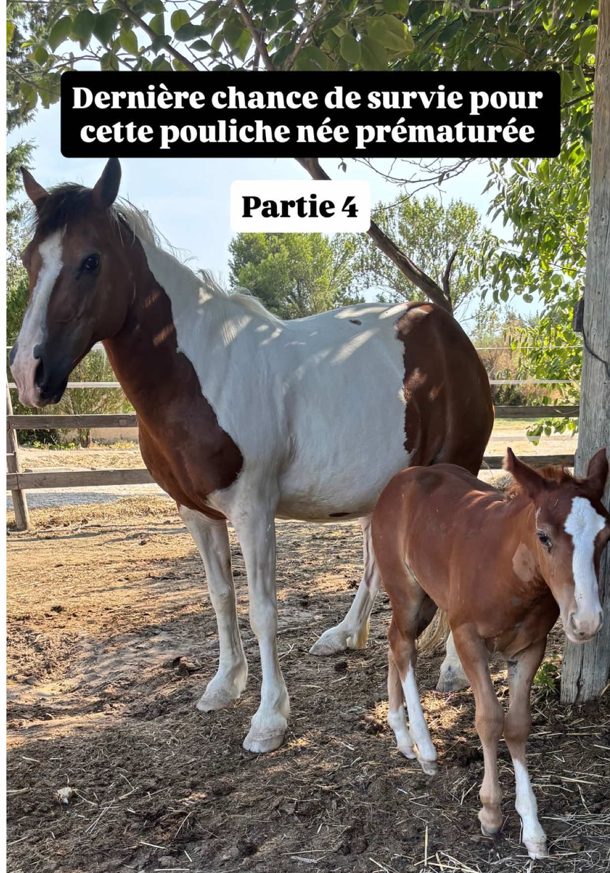 @LA PANTA Horse Ethic Ranch