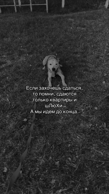 @🦋ТГК:PitoStaff_Milfa🦋