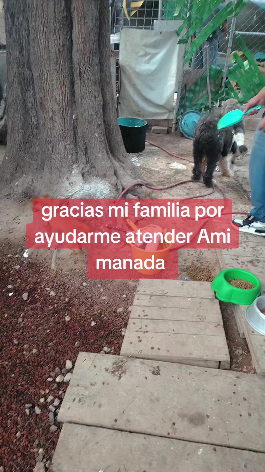 @rescate de perros guapos 😚