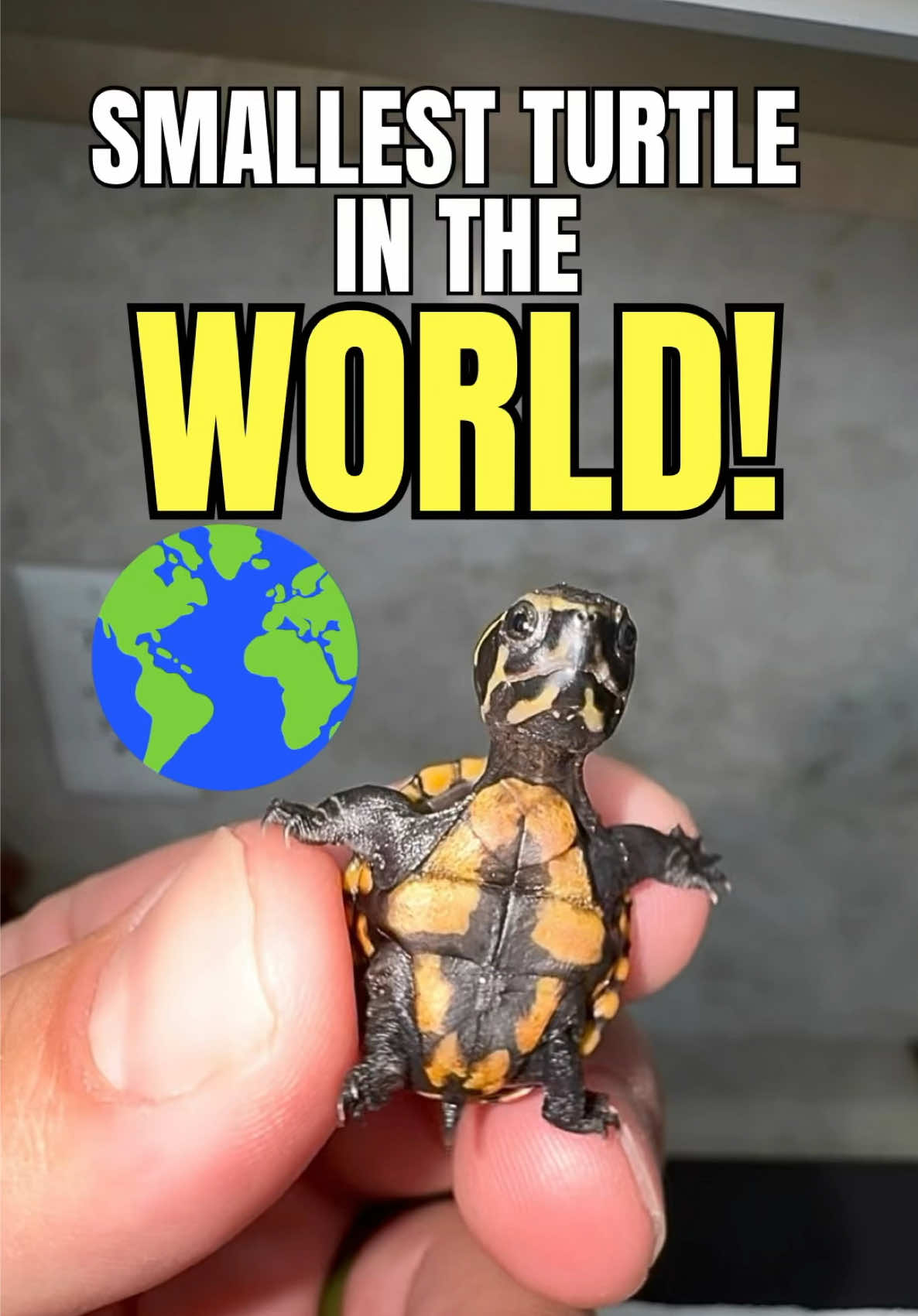 @Tommys_reptiles