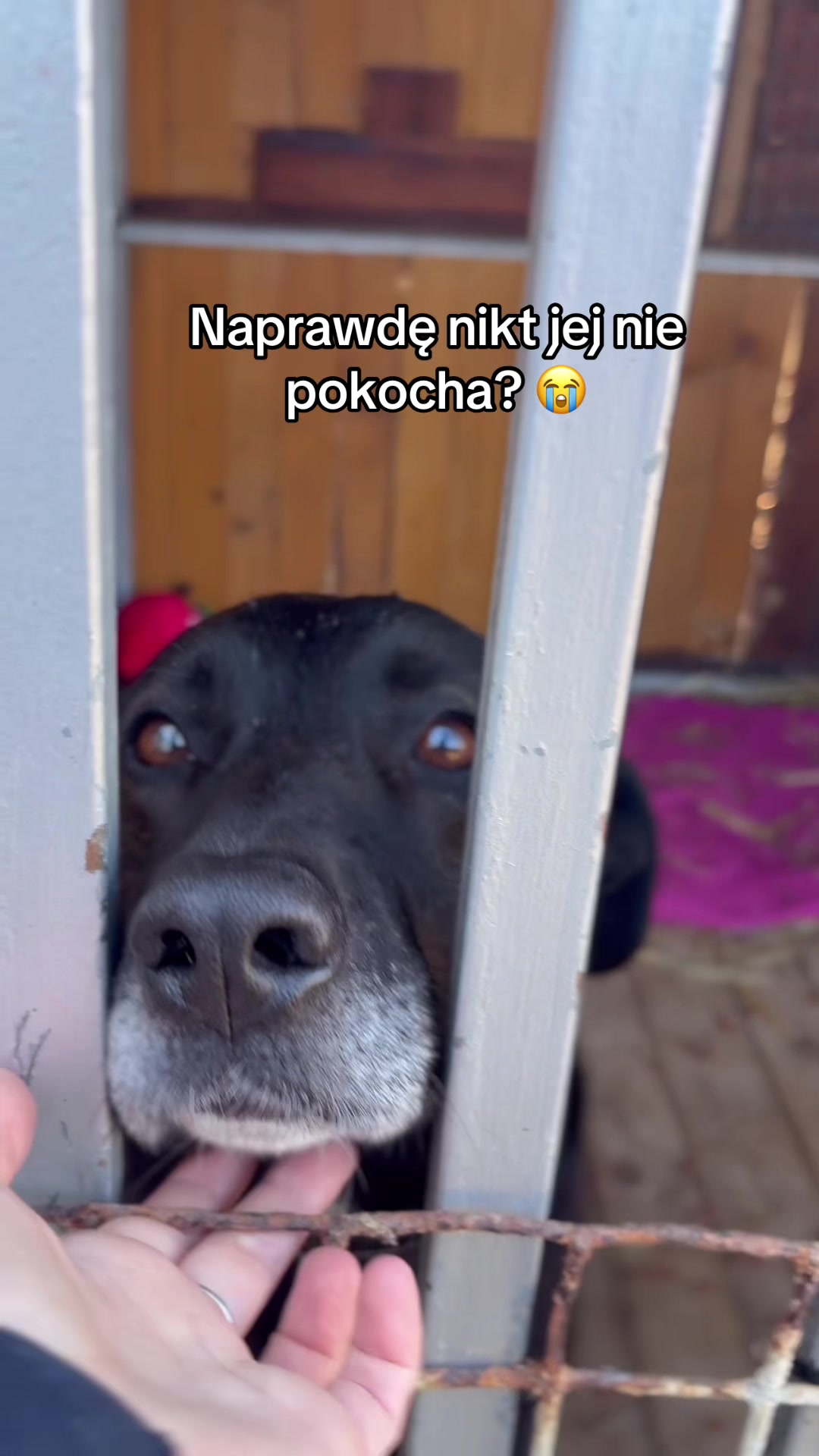@StrzalkosiaV2