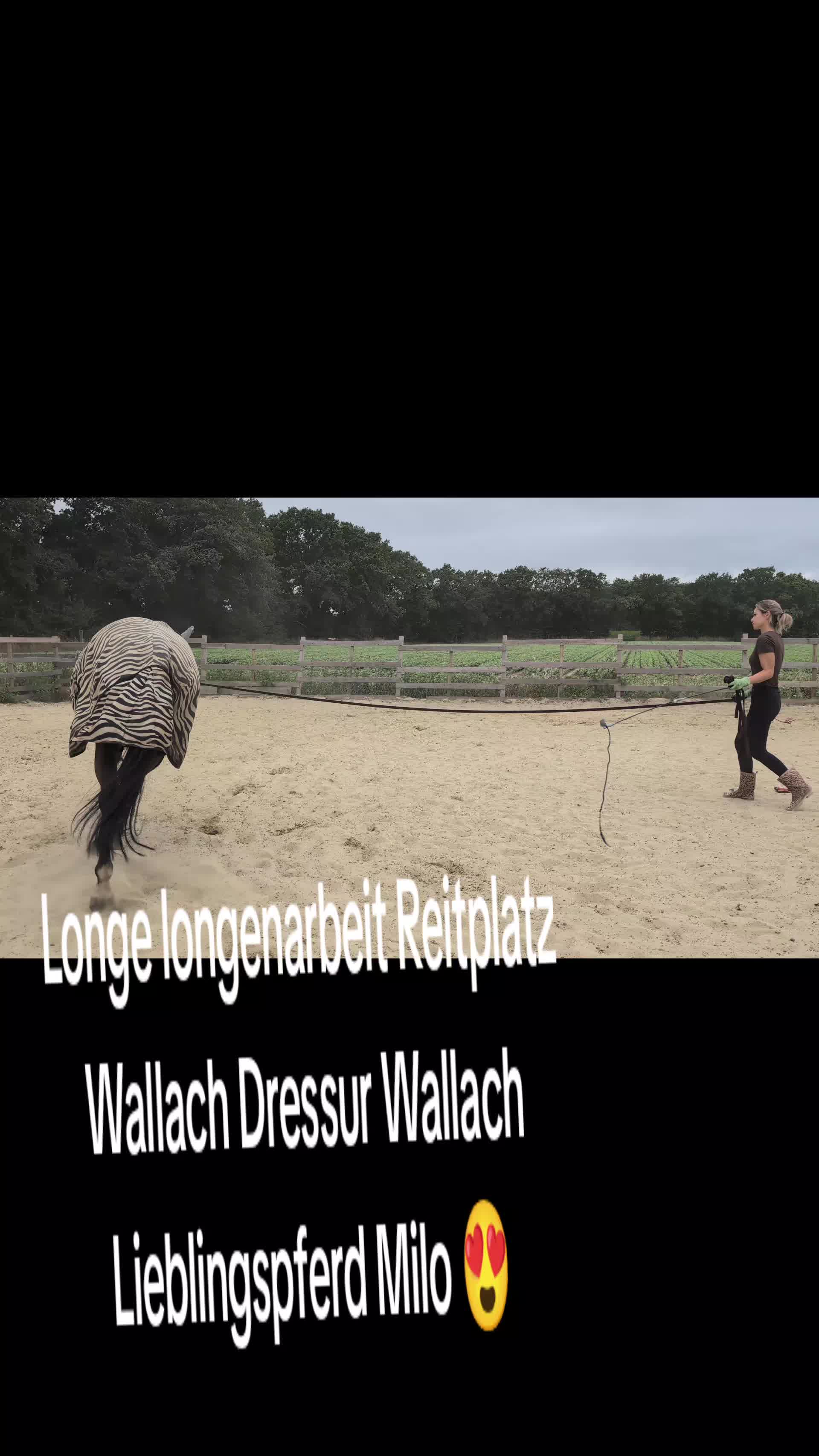 @Steffis_horse_world