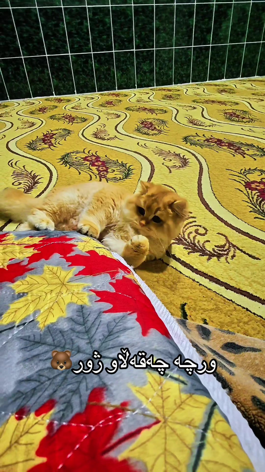 @3pshilaka