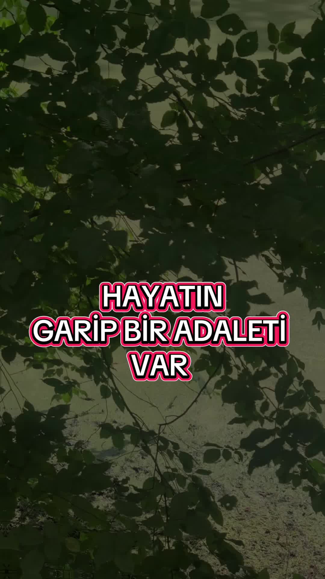 @Biricik Habby