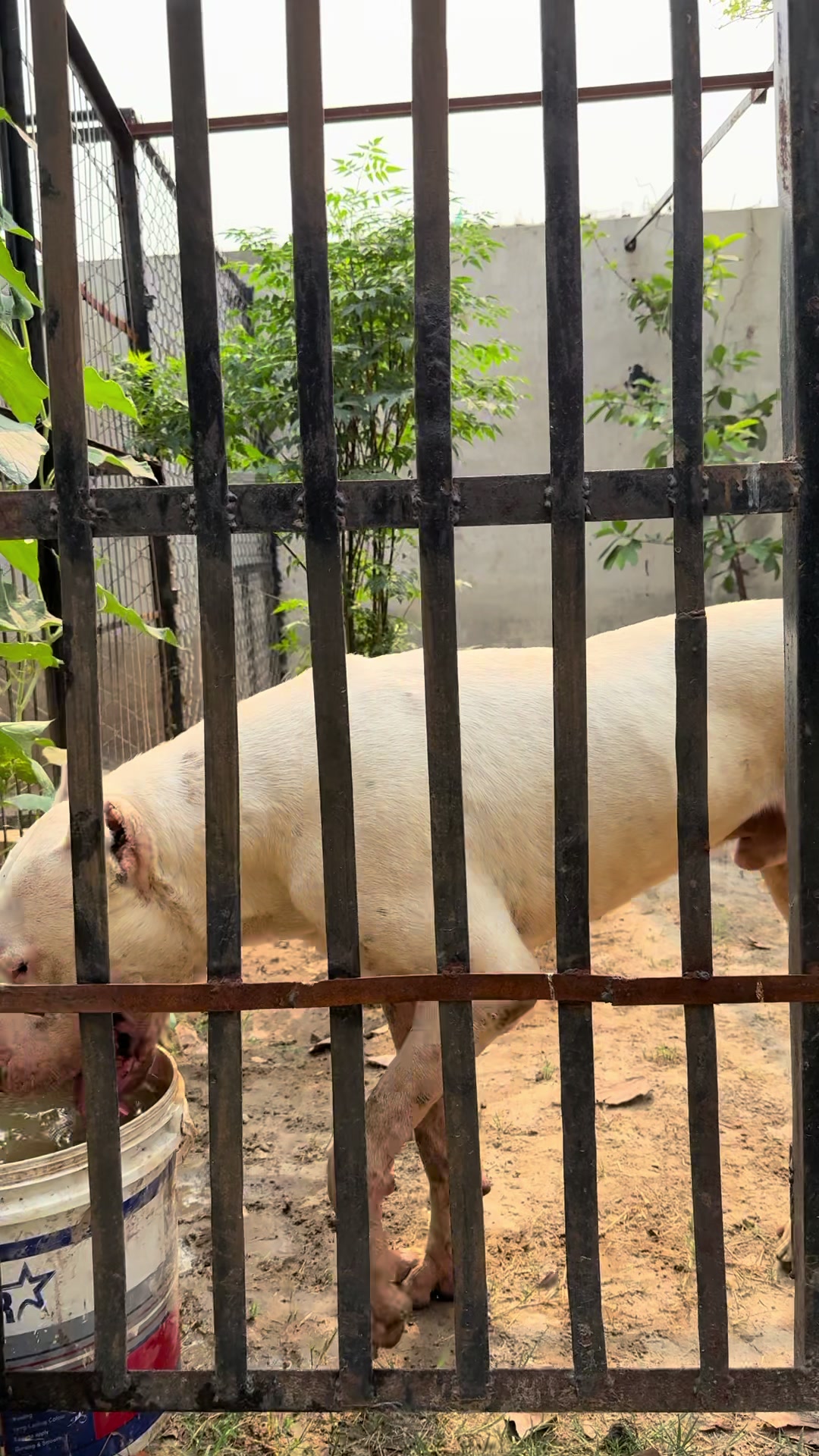 @LIGER the DOGO ARGENTINO