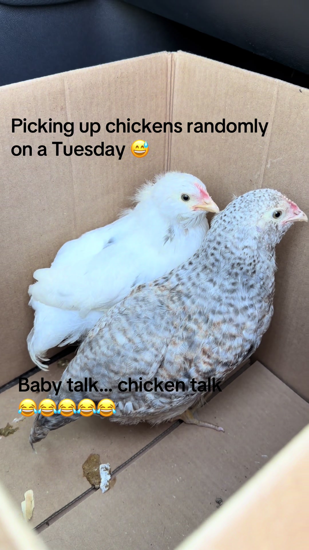 @chickchickmomma4