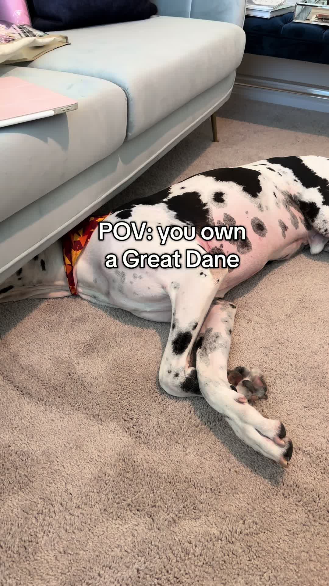 @Greyson the Great Dane