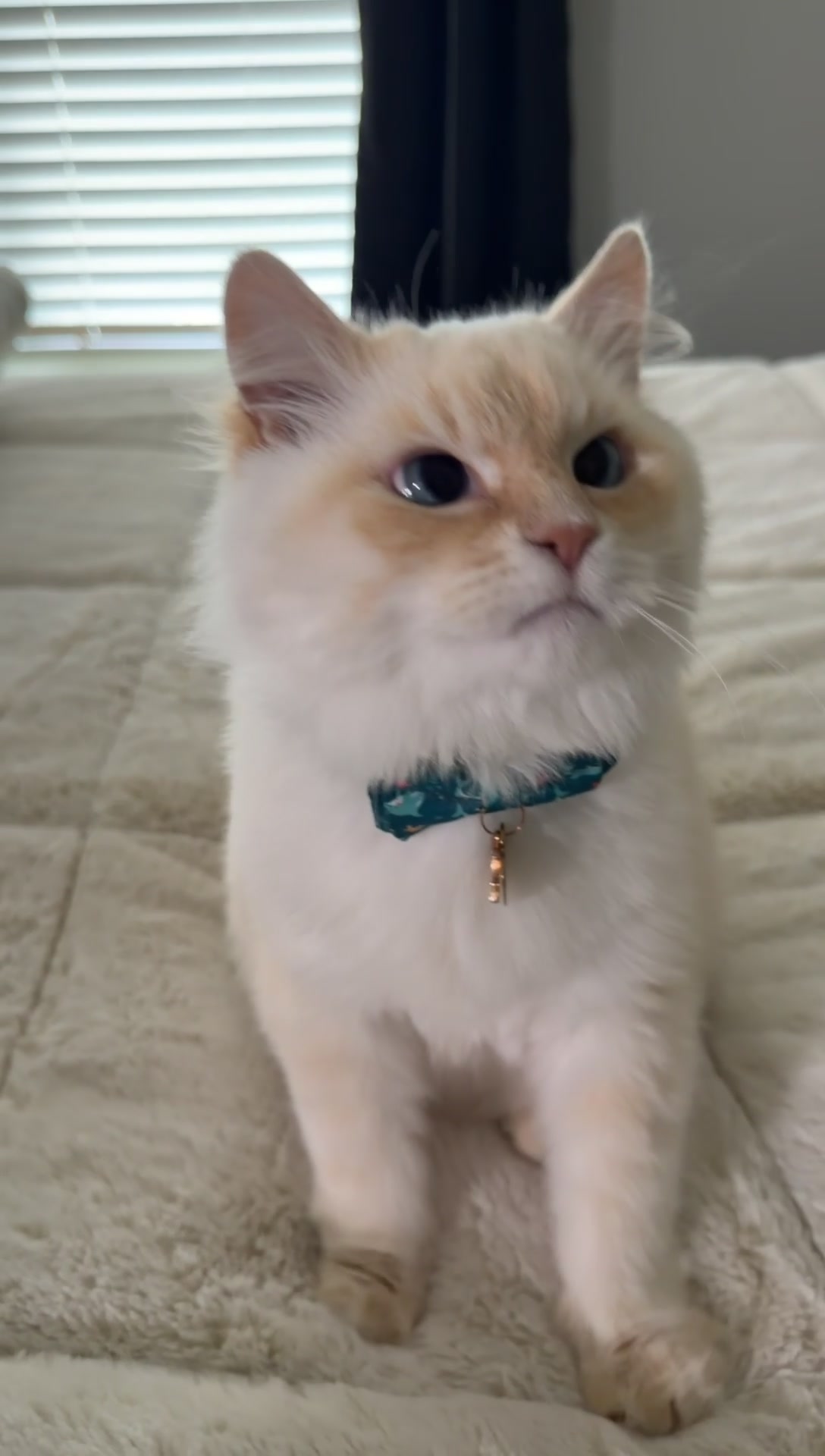 @jaredthecrosseyedcat