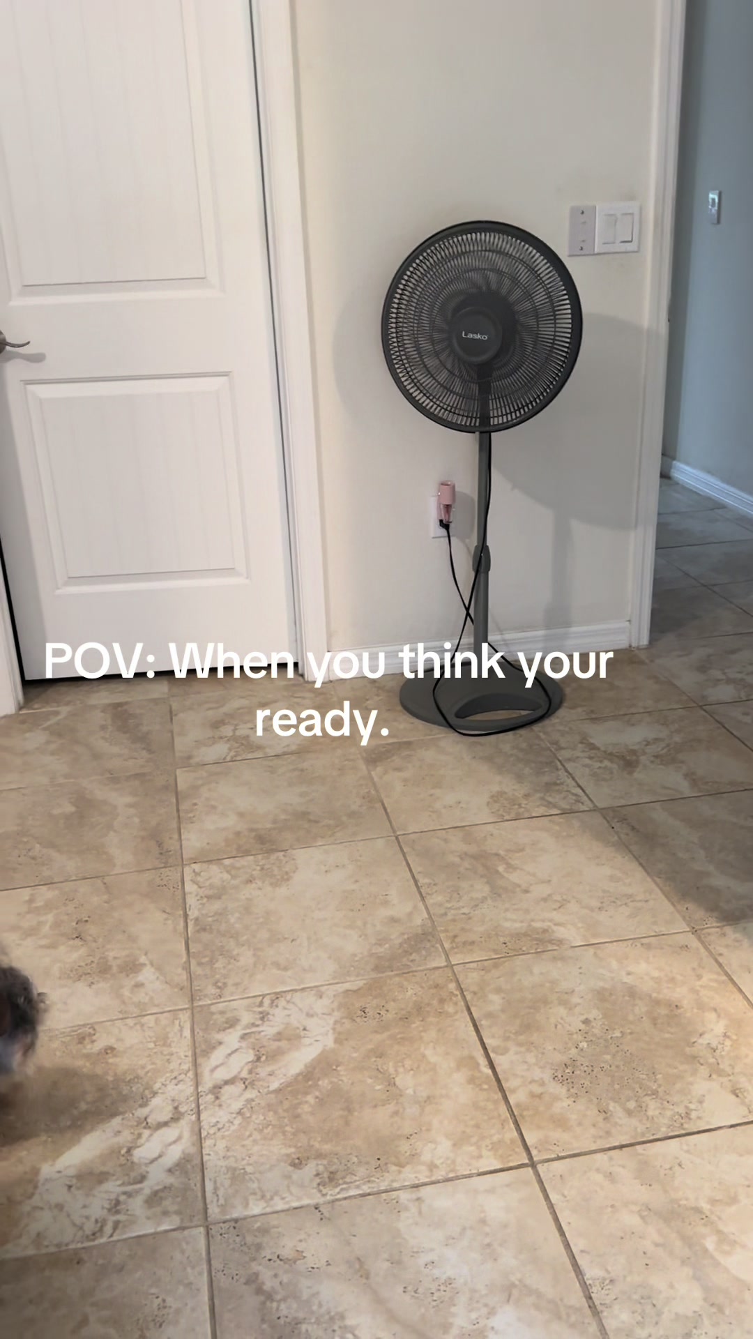 @Penny the Yorkie