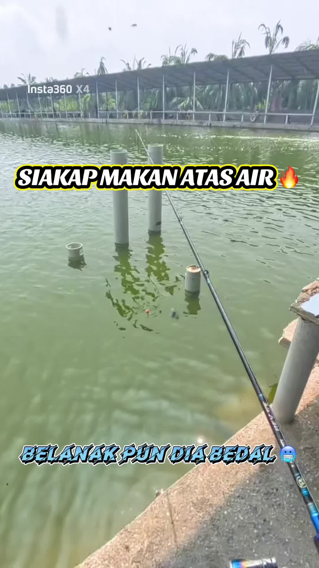 @M Z Reel 🎣