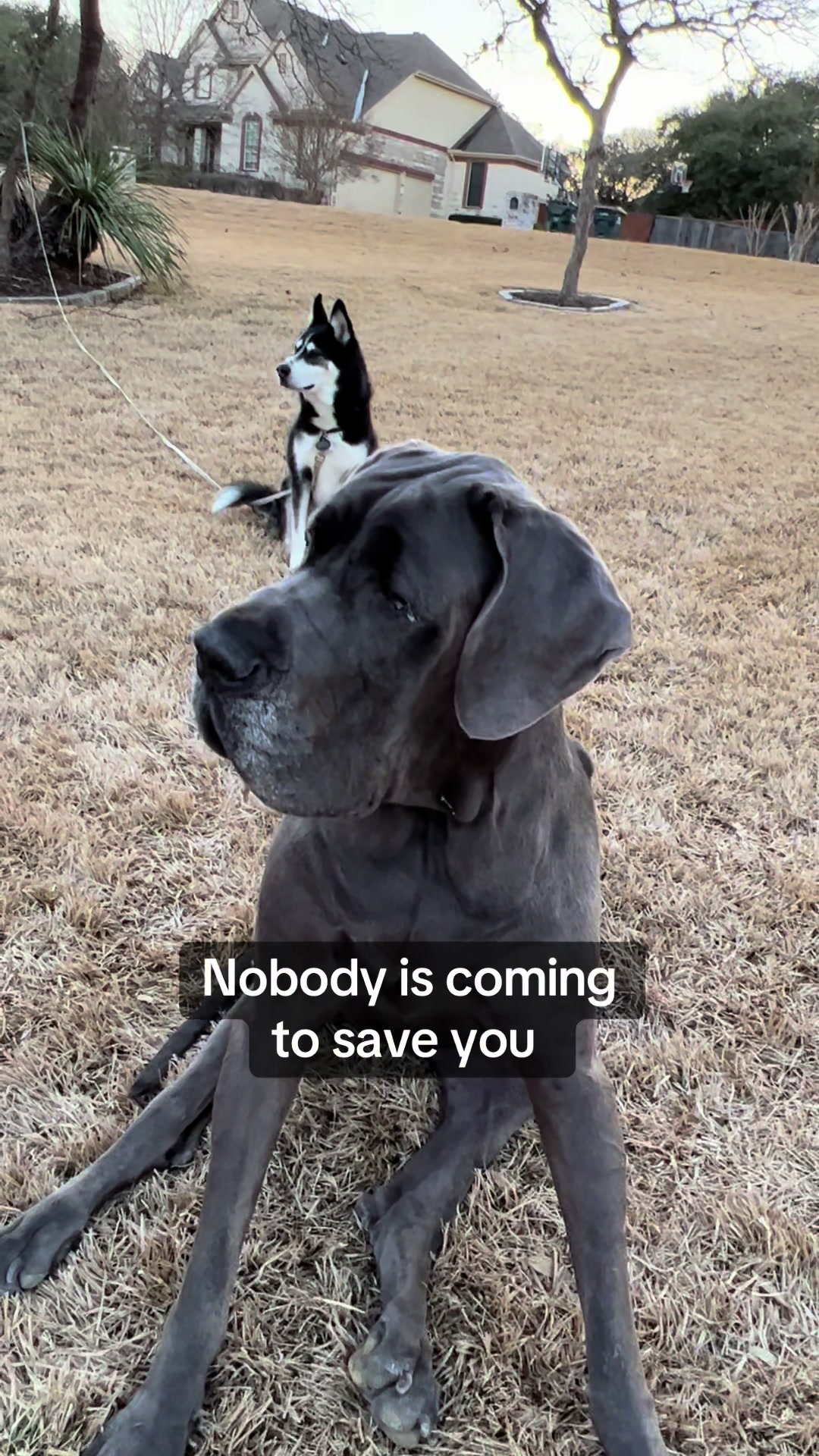@Calliope & Athena Bleu