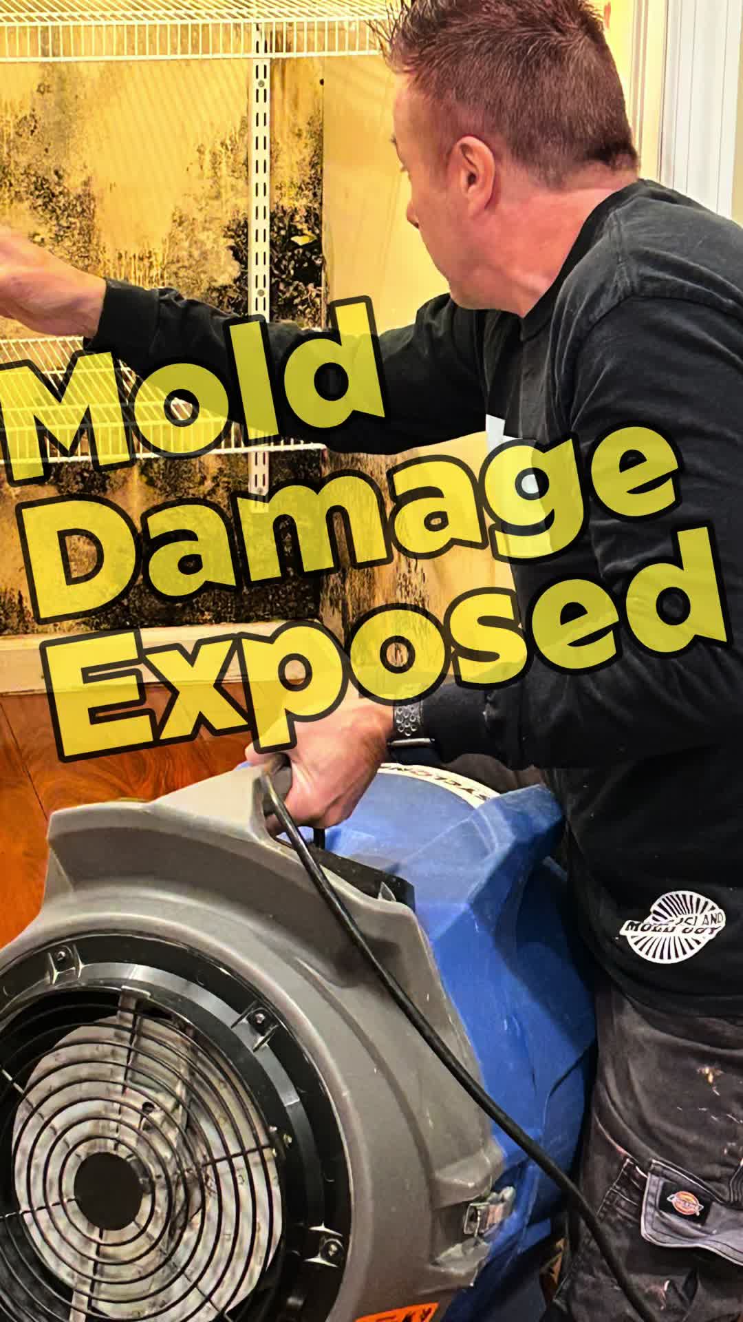 @Long Island Mold Guy