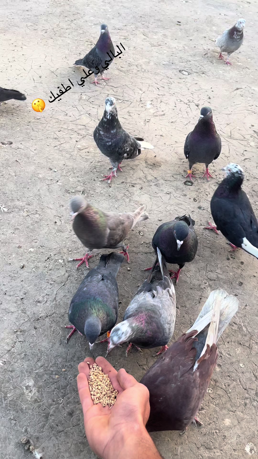 @عبسي