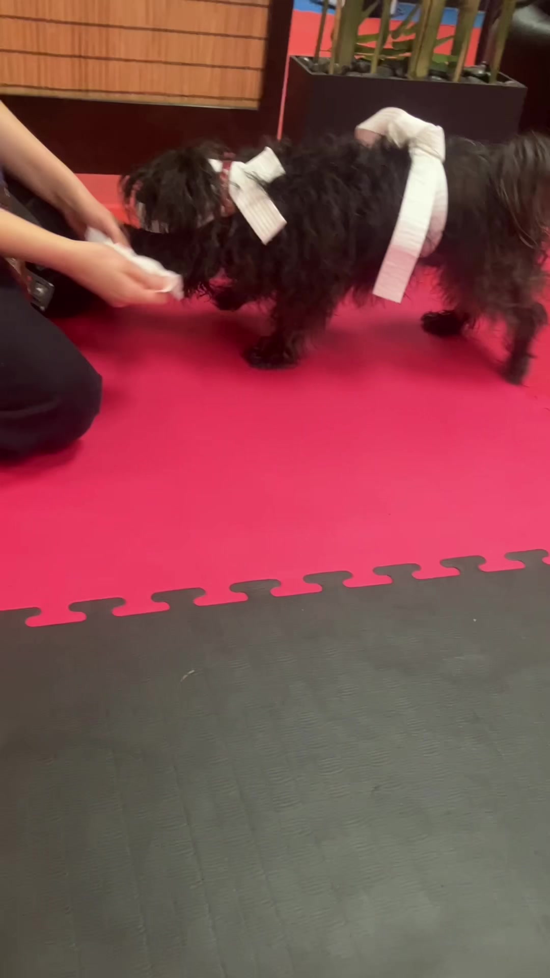 @linksmartialarts