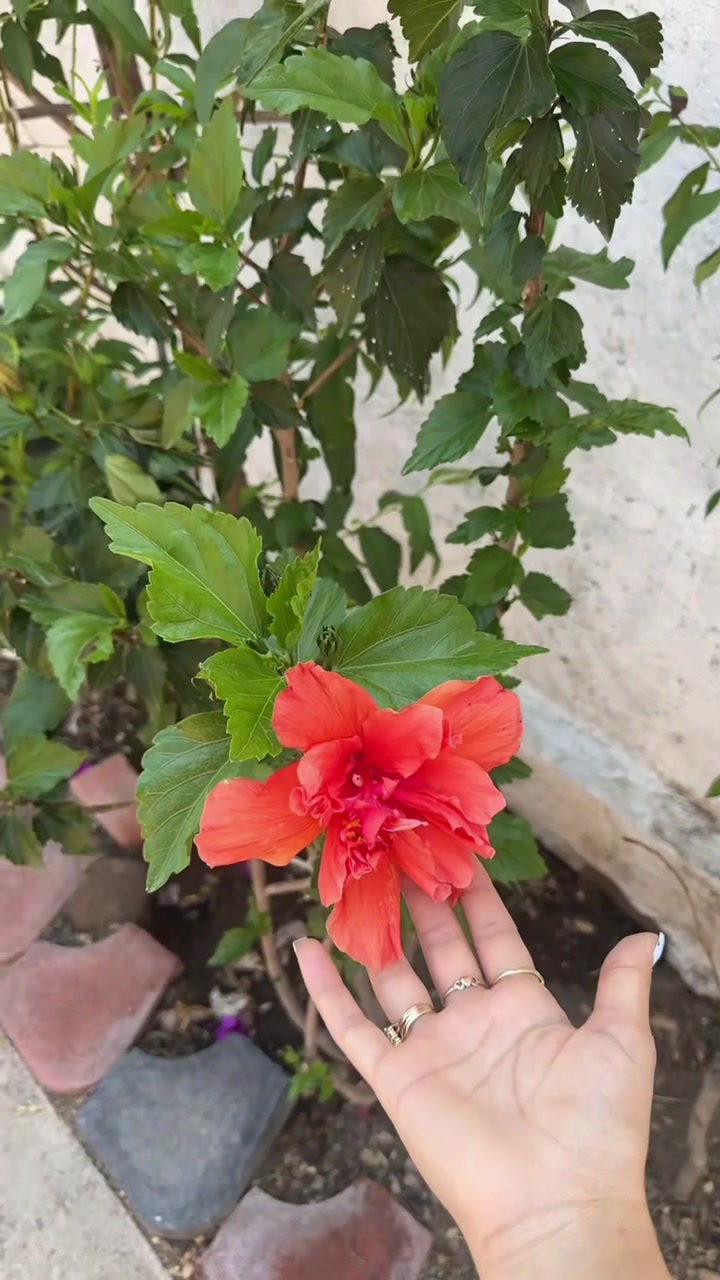 @Shirlss